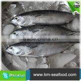 Hot Selling Fat Content 16%-18% Wholesale Price For Frozen Fish Bonito thumbnail-4