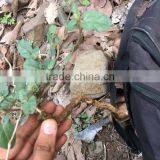 Xian Mao (Curculigo Rhizome) thumbnail-2