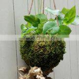 Ex-fty Most Affordable Coconut Box/storage Container for Green Plant thumbnail-4