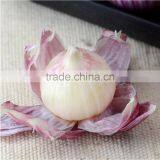 Wholesale Chinese Purple and White Garlic thumbnail-5