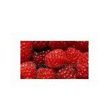 Red Raspberry Powder thumbnail-1