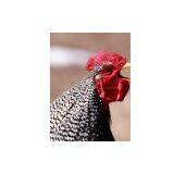 Handmade animal oil painting on canvas