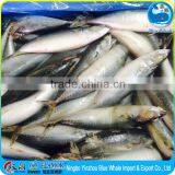 BQF Frozen Seafoods of Pacific Mackerel WR to Egypt