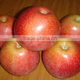 2016 new crop china fresh red apples