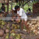 Price of Coconut for Buy thumbnail-6