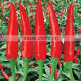 Hybrid F1 Red Hot Pepper Seeds Chili Seeds For Sale-Brightness Red 100 thumbnail-1