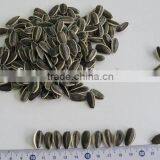 Snacks/sunflower Seeds 5135 22/64