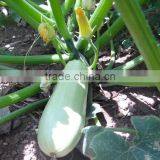 Delicious Pumpkin Seeds With Shell 9-11mm thumbnail-2