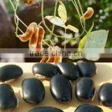 Indian Black Kavach Kinvach Medicinal Seeds Mucuna Pruriens India Rajasthan Asia thumbnail-1