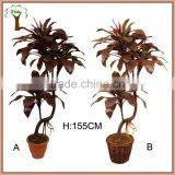 Reddish Dracaena Plant for Home Decoration thumbnail-1