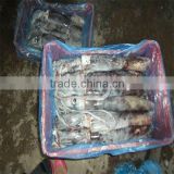 seafood on line/squid frozen