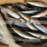 New Landing 300-400g Mackerel Winter Fish thumbnail-1