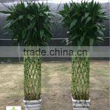 Lucky Bamboo ( Dracaena Sanderiana) Square Shape as Indor Plant thumbnail-1