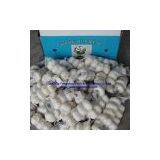 Super White Garlic in 10kg/ Carton thumbnail-2