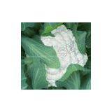 Hybrid Cauliflower Snow Crown 65-70 Days Seeds 6186 thumbnail-1