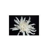 Standard （White） thumbnail-1