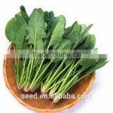High Yield Spinach Seeds SXS No.2