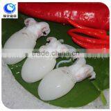 Wholesale Frozen Food Baby Cuttlefish Whole Clean