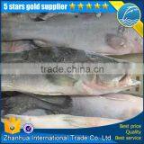 wild frozen sea bass fish wholesale from China