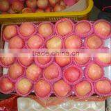 China Red Fresh Fuji Apple Price thumbnail-1