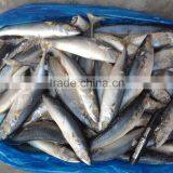 8-10 Pcs/kg Whole Round New Fishing Frozen Pacific Mackerel
