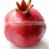 Fresh Pomegranate High Quality Fruits