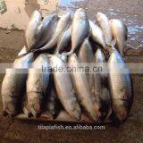 2015 October Caught Mackerel Frozen Fish Good Price thumbnail-1