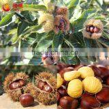 Sweet and Easy Peeling Chinese Chestnut thumbnail-3