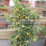 Fresh Orange Tree Seedling thumbnail-6