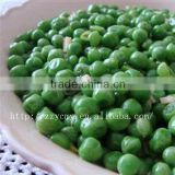 canned green peas in high quality