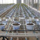 Four Branches Bend Drip Dripper Arrows Drip Irrigation System in Garden and Lawn