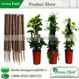 Coco Pole thumbnail-4