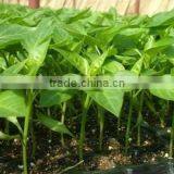 32 Cells, 104 Cells Greenhouse Seed Starter Tray thumbnail-1