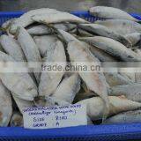Indian Mackerel thumbnail-1