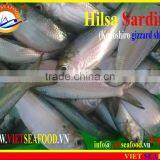 FROZEN HILSA SARDINE thumbnail-2