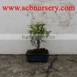 Zanthoxylum Bonsai Ball 15cm thumbnail-1