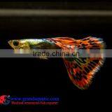 Crobra Guppy Fish for Sale to Aquarium Fish Importer thumbnail-1