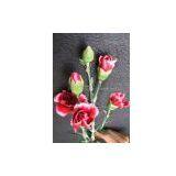 Scarlette thumbnail-1