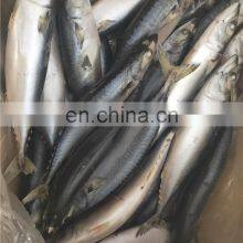 Frozen Pacific Mackerel Fish Scomber Japonicus Chub Mackerel thumbnail-5