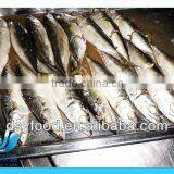 Cooked Macherel Fish thumbnail-1