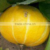 Yellow Planting Hybrid Pumpkin Seeds