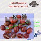 SXTS No.1428 Processing Type Purple Skin Tomato Seed