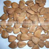 Roasted Apricot Kernels Raw Flavor With Good Quality for Sale thumbnail-4