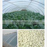 Agricultural plastic tunnel film anti uv /antioxident/ light stabilizer /anti fog masterbatch