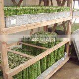Indoor Plants 50cm Straight Lucky Bamboo Decorative Plant thumbnail-2