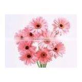 Self Adhesive PP Film 200