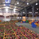 Dragon Fruit thumbnail-2