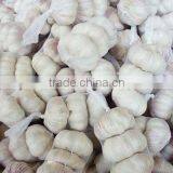 Whole White Garlic thumbnail-1