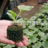 Cheap Price Custom Hot Sell Hydroponic Seedling Rice Seedling Tray thumbnail-4