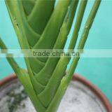 Artificial Bonsai Plants Artificial Zebra Evergreen Bonsai Decor thumbnail-4